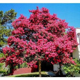    Lagerstroemia Indica Pink Най-дълго цъфтящият храст Lagerstromia РАЗСАД