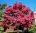  Lagerstroemia Indica Pink Най-дълго цъфтящият храст Lagerstromia РАЗСАД