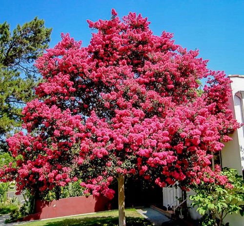  Lagerstroemia Indica Pink Най-дълго цъфтящият храст Lagerstromia РАЗСАД
