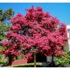  Lagerstroemia Indica Pink Най-дълго цъфтящият храст Lagerstromia РАЗСАД