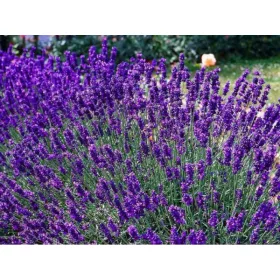    Разсад лилава лавандула в съд 0,5-1л