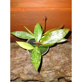  Разсад Hoja GRACILIS в контейнер 0,5л