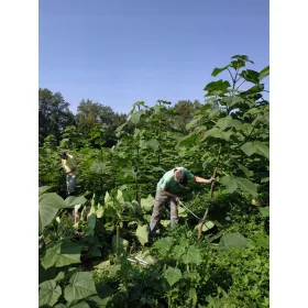    Малък CARP Paulownia Oxytree Гаранция за кислородно дърво