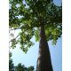  CARP Paulovnia Oxytree Гаранция за кислородно дърво