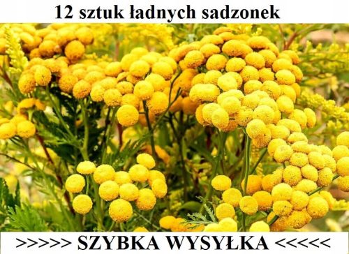  Обикновена вратига 12 бр - прогонва кърлежи - бърза доставка