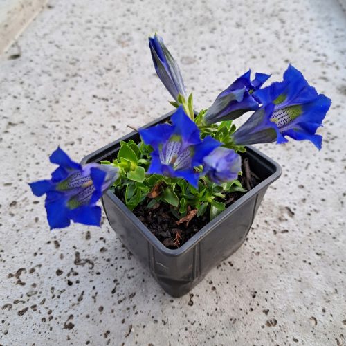  Динарска тинтява Gentiana Dinarica Многогодишни многогодишни разсад за градината