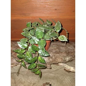    Ходжа КРОХНИАНА Разсад в съд 0,5-1л