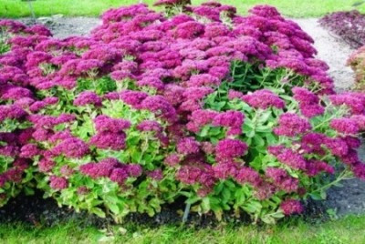  Sedum СЕПТЕМВЪРГЛЮТ ВИСОКА ГОЛЯМА 2Л