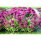  Sedum СЕПТЕМВЪРГЛЮТ ВИСОКА ГОЛЯМА 2Л