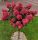  HORTENSIA FRAISE MELBA РОЗОВО-ЧЕРВЕНО на ствол Хортензия Дърво 90-110см