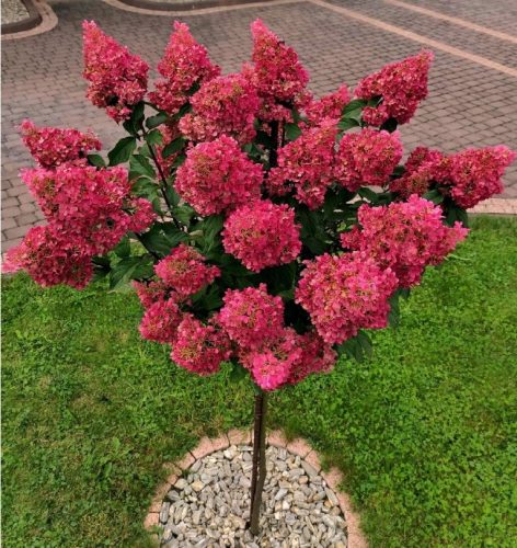  HORTENSIA FRAISE MELBA РОЗОВО-ЧЕРВЕНО на ствол Хортензия Дърво 90-110см