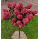  HORTENSIA FRAISE MELBA РОЗОВО-ЧЕРВЕНО на ствол Хортензия Дърво 90-110см