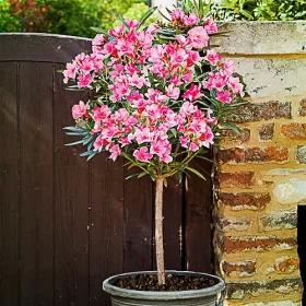    Nerium Oleander Pink HIT XXL ПЛЪТНО РОЗОВО НА БАГАЖНИКА