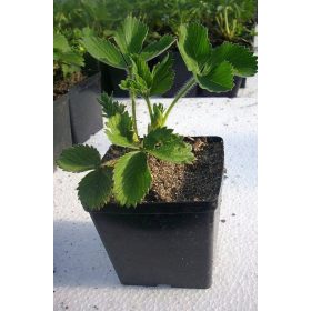    Семена от ягоди Флоранс, много късен разсад