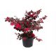  HIT BLACK PEARL * LOROPETALUM CHINENSE червен храст РАЗСАД 40 СМ