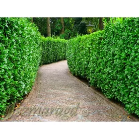    Източна череша лавър Ели, саксия, лиценз, мразоустойчивост -25!!!