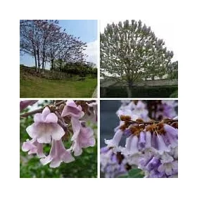   CARP голяма Paulownia Oxytree Гаранция за кислородно дърво