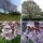  CARP голяма Paulownia Oxytree Гаранция за кислородно дърво
