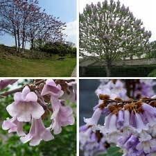  CARP голяма Paulownia Oxytree Гаранция за кислородно дърво