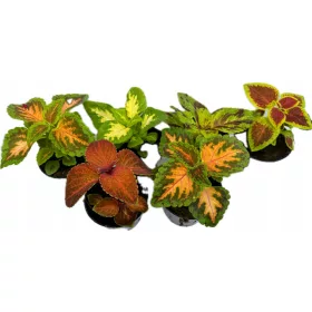    КОЛЕУС КОЛЕУС РАЗЛИЧНИ ЦВЕТОВЕ ПЪРНИ ЛИСТА РАЗСЪДИ В САКСИЯ 6 БР.