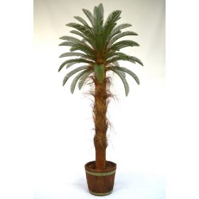  Палма Cycas Cycas Cycas Revoluta 2м