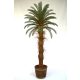  Палма Cycas Cycas Cycas Revoluta 2м