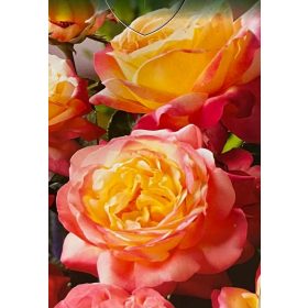  Разсад пъстра роза в съд 2-3л 60см