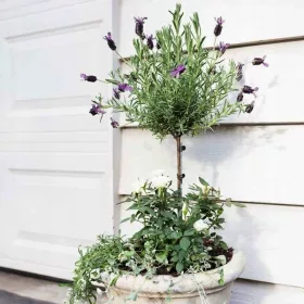    Френска лавандула на ствола (Lavendula stoechas) Разсад P14 40-50cm