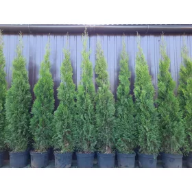    Туя Туя Емералд Смарагд за жив плет 150-160см