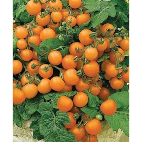    СЕЯНЕ НА ДОМАТИ VENUS В САКСИЯ P10 КОКТЕЙЛ ПОРТОКАЛ ПЛОД