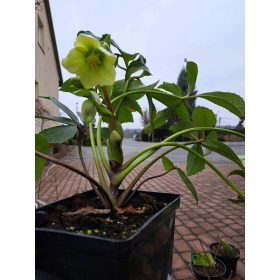    Бяла чемерика ДИЕГО АЙС Helleborus niger СЕЯНЕ С ЦВЕТЯ