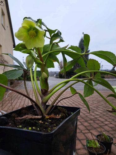 Бяла чемерика ДИЕГО АЙС Helleborus niger СЕЯНЕ С ЦВЕТЯ