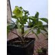  Бяла чемерика ДИЕГО АЙС Helleborus niger СЕЯНЕ С ЦВЕТЯ
