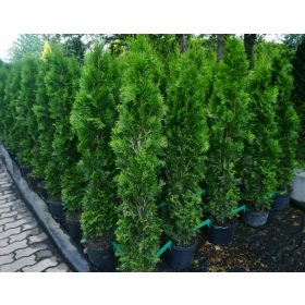    Туя Емералд 130-140см Вкоренена Саксия 5л