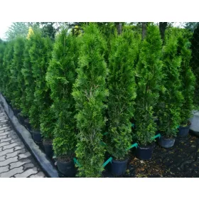    Туя Емералд 140-150см Вкоренена Саксия 5л
