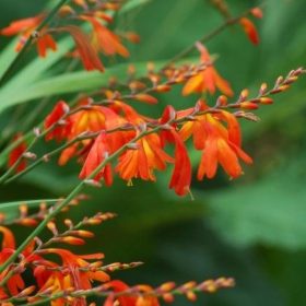    Грудки/луковици/коренища от оранжева крокосмия в сборна опаковка