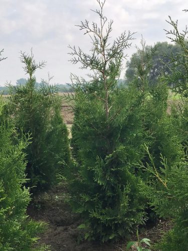  Разсад Thuja brabant премиум качество 220см евтино от производителя ПРОМОЦИЯ!