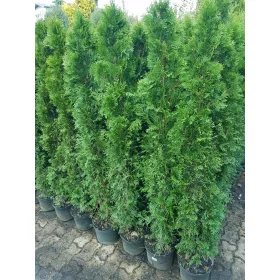    Туя Емералд 150-160см Вкоренена Саксия 5л