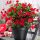  Sundaville пълзящо растение CLASSIC RED Разсад P12