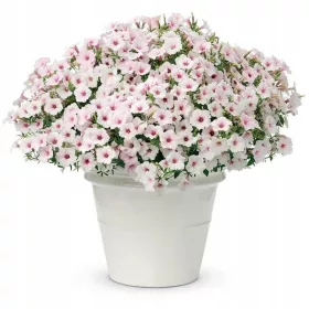    Разсад сребърни боровинки в съд 0,5-1л