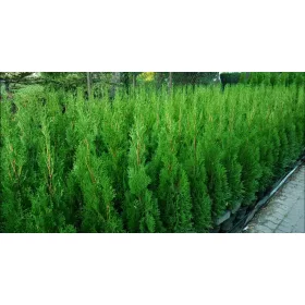    ТУЯ ЕМЕРАЛД 110см Вкоренена саксия