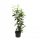  Череша лавр Prunus laurocerasus Genolia ВИСОК 60-80см жив плет