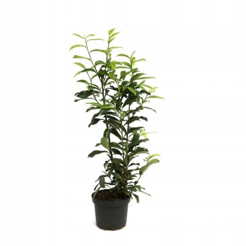  Череша лавр Prunus laurocerasus Genolia ВИСОК 60-80см жив плет