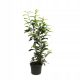  Череша лавр Prunus laurocerasus Genolia ВИСОК 60-80см жив плет