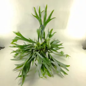    РОГА НА ЛОС ПАПРАТ PLATYCERIUM BIFURCATUM MALCON FRENCH 21Ø 55cm