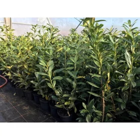    Laurowisnia caucasica красива и евтина!!! разсад в саксия C3 промоция!!!