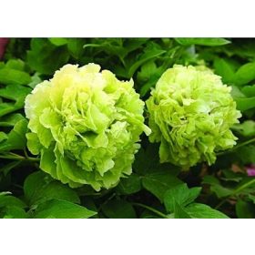  Разсад роза в съд 1-2 литра