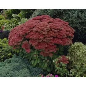  Sedum HERBSTFREUDE ВИСОКА ГОЛЯМА 2Л