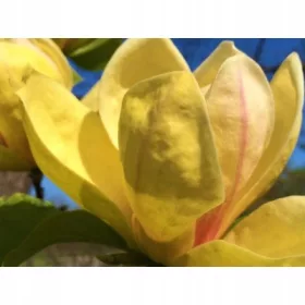  Жълто СЪНСЕЙШЪН лале магнолия