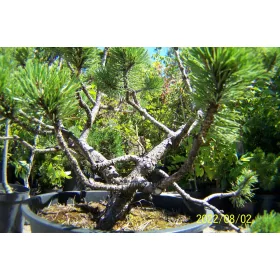    Иши бор тис смърч кипарис дъгласова ела туя хвойна кипарис друга ела